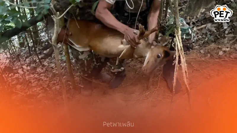 นาทีชีวิต! เก้งป่าติดบ่วงพราน เจ้าหน้าที่ช่วยทันก่อนสิ้นใจ