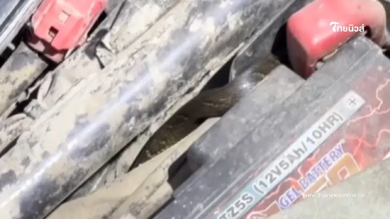 ระทึก! สาวขี่รถไปทำงาน ลูกงูเห่าเลื้อยโผล่ขึ้นมือขณะขับขี่