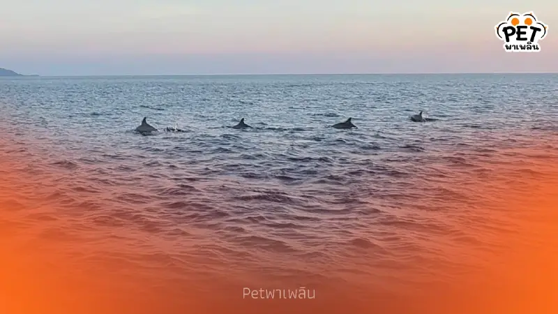 พบฝูงโลมาปากขวดกว่า 50 ตัว อวดโฉมที่กองหินแฟนตาซี สิมิลัน