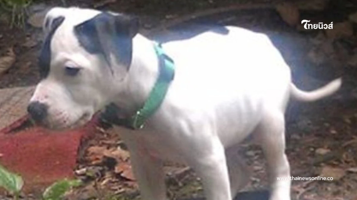 น้ำตาซึมทั้งบ้าน สุนัขถูกขโมยหายนาน 11 ปี ก่อนกลับมาหาเจ้าของ