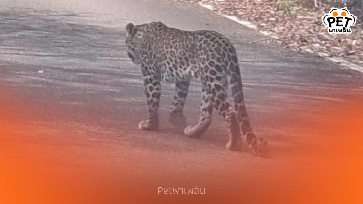"นทท. สุดเฮง เสือดาวโผล่อวดโฉมระยะประชิด แก่งกระจาน!" "นทท. สุดเฮง เสือดาวโผล่อวดโฉมระยะประชิด แก่งกระจาน!"