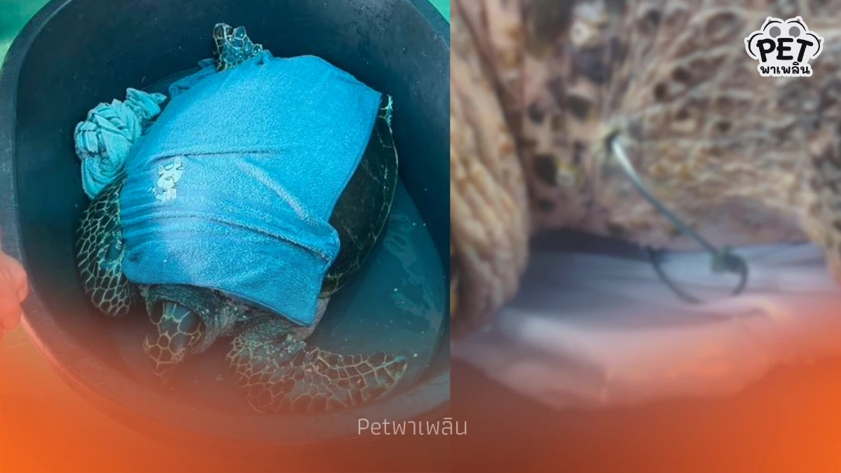 ระดมช่วย Manasa เต่ากระขวัญใจพัทยาถูกเบ็ดเกี่ยวคอปลอดภัยแล้ว