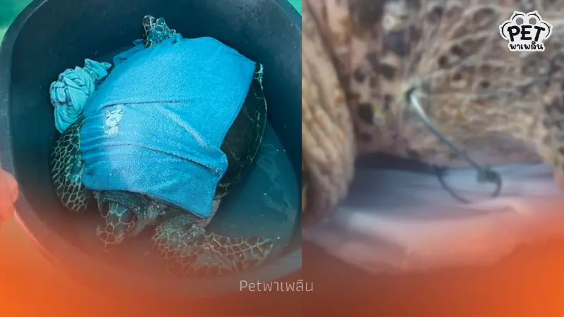 ระดมช่วย Manasa เต่ากระขวัญใจพัทยาถูกเบ็ดเกี่ยวคอปลอดภัยแล้ว