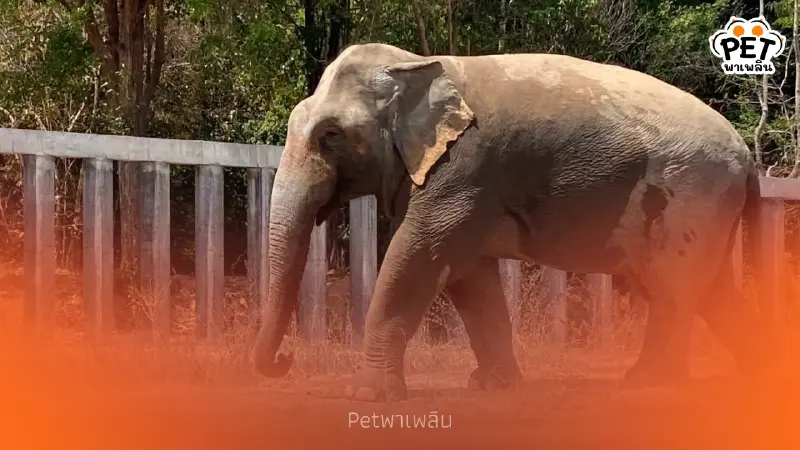 อัปเดตชีวิตสีดอแก้ว ย้ายเข้าช่องกล่ำบน ปรับพฤติกรรมคืนสู่ป่า