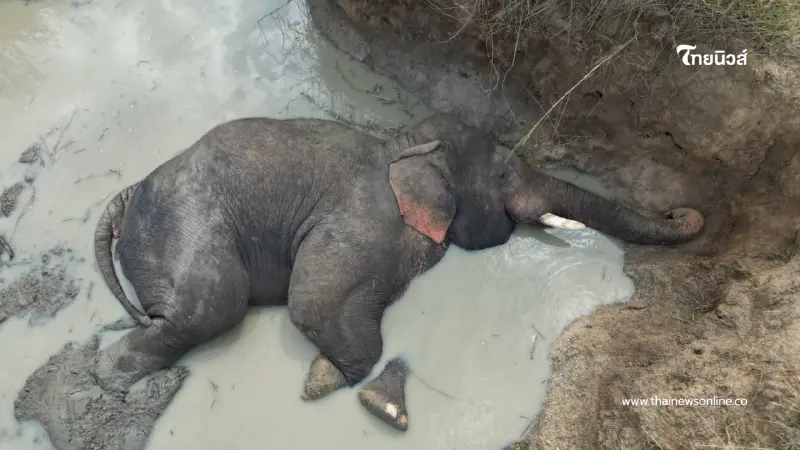 สบอ.1 ยกระดับเฝ้าระวังช้างป่าเจ้างาเบี่ยงในพื้นที่ไร่อ้อย