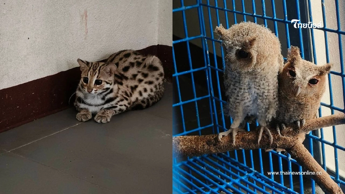 เปิดบ้านคลินิกสัตว์ป่า นครสวรรค์ ต้อนรับสมาชิกใหม่ "ลูกแมวดาว"