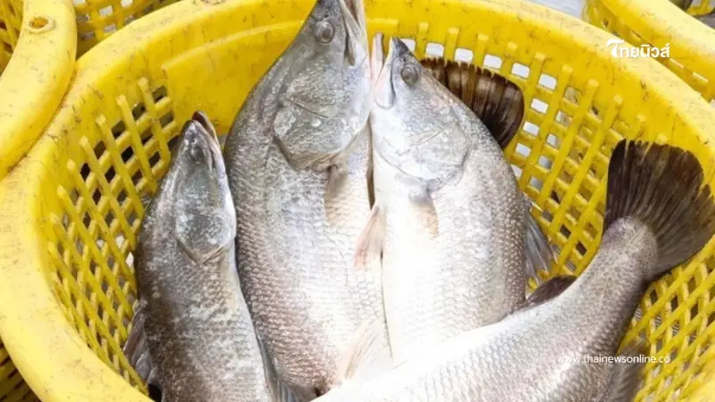 กรมทรัพย์สินทางปัญญา ขึ้นทะเบียน ปลากะพงสองน้ำสมุทรปราการ เป็น GI น้องใหม่