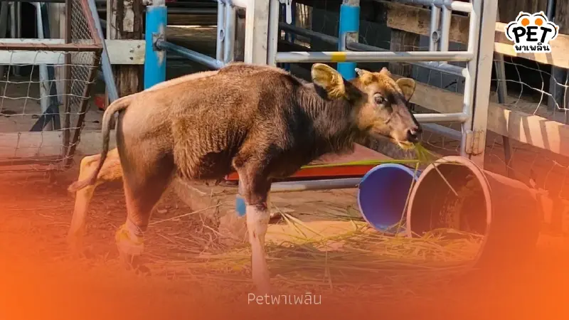 ปาฏิหาริย์มีจริง! น้องเนินหอม ลูกกระทิงขาขาด ได้ชีวิตใหม่