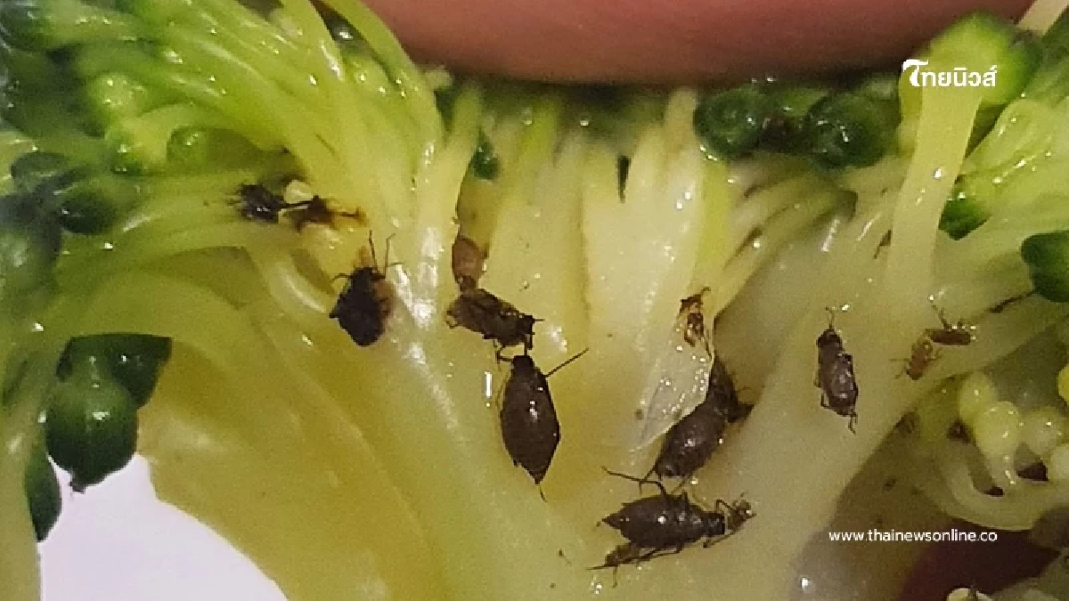 เจอคำตอบจนได้ หลังหนุ่มถาม "มันคือตัวอะไร" กินจะหมดเพิ่งมาเห็ย