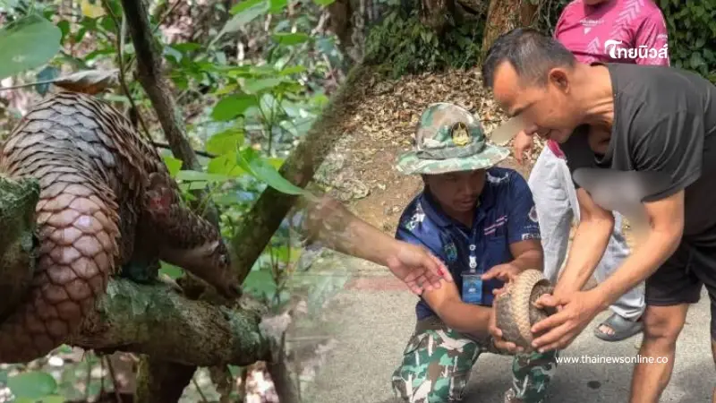 ตัวอะไรหลงเข้าบ้าน พลเมืองดีรีบแจ้งเจ้าหน้าที่ ช่วยชีวิตสัตว์ป่าหายากคืนป่า ตัวอะไรหลงเข้าบ้าน พลเมืองดีรีบแจ้งเจ้าหน้าที่ ช่วยชีวิตสัตว์ป่าหายากคืนป่า