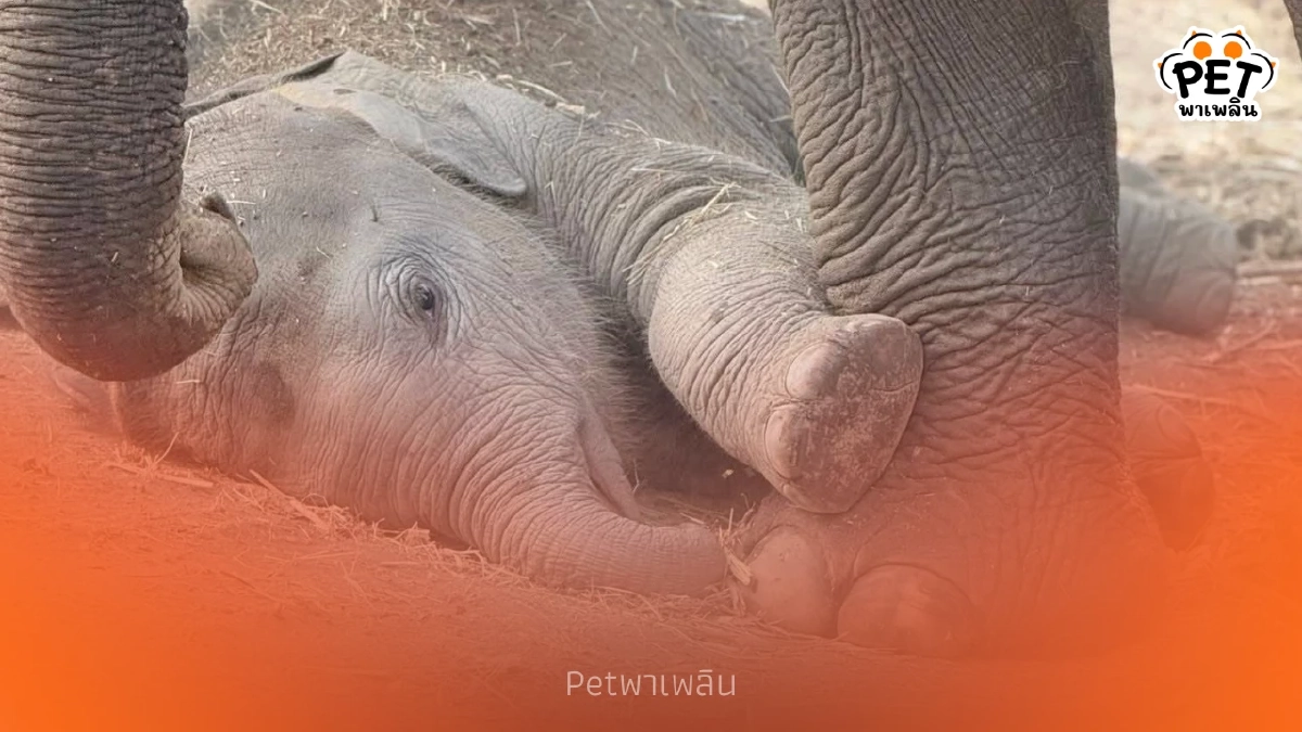 ส่องความน่ารัก น้องกุมภา ลูกช้างป่า โชว์ลีลาเด็ดกลางสปาโคลน