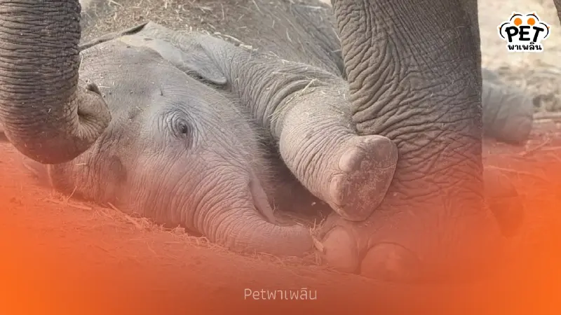 ส่องความน่ารัก น้องกุมภา ลูกช้างป่า โชว์ลีลาเด็ดกลางสปาโคลน ส่องความน่ารัก น้องกุมภา ลูกช้างป่า โชว์ลีลาเด็ดกลางสปาโคลน