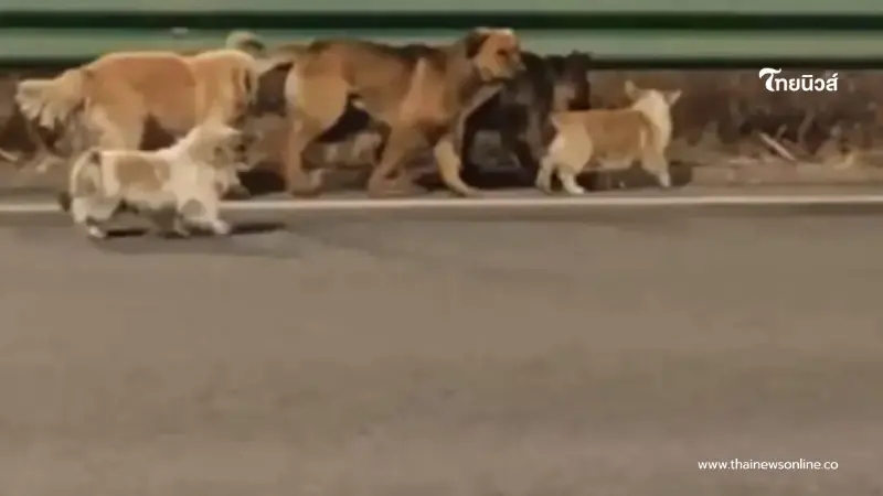 รู้แล้วตกใจ ไวรัลหมา 7 ตัว ที่แท้หักมุมเข้าใจผิดทั้งโซเชียล