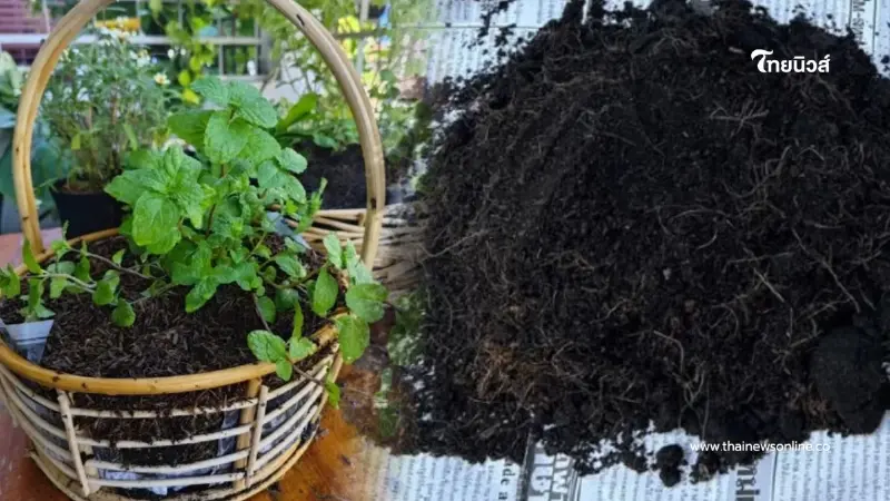 มือใหม่หัดปลูกต้องรู้ เคล็ดลับเลือกดินให้ถูก ดอกผลงามชัวร์