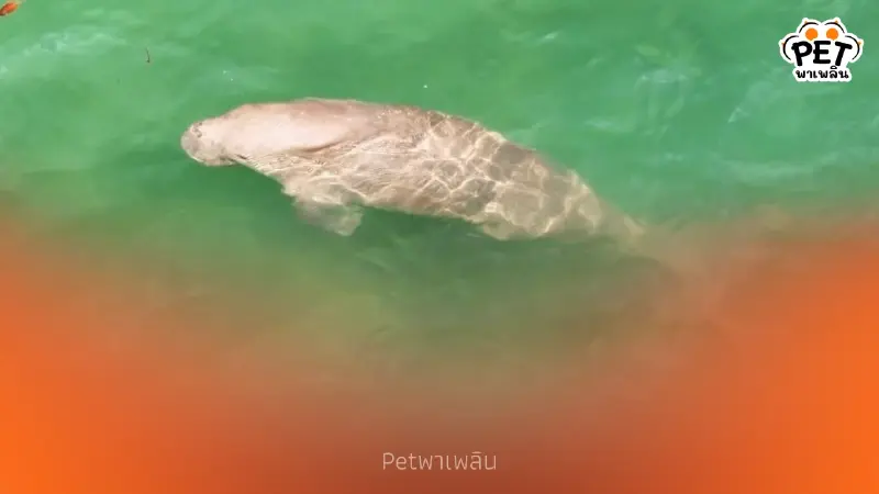 ศูนย์วิจัยฯ ตรัง ใช้โดรนพบพะยูน 3 ตัวที่หาดหยงหลำ สุขภาพดี