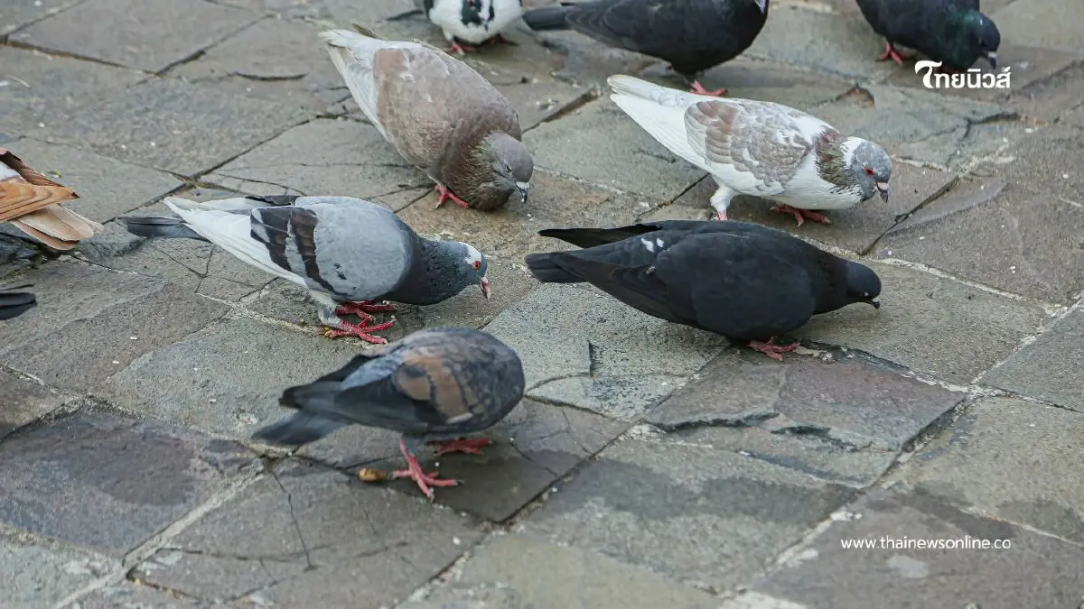 ให้อาหารนกพิราบ เสี่ยงผิดกฎหมาย! ทำบุญผิดที่ อาจได้โทษไม่รู้ตัว ให้อาหารนกพิราบ เสี่ยงผิดกฎหมาย! ทำบุญผิดที่ อาจได้โทษไม่รู้ตัว