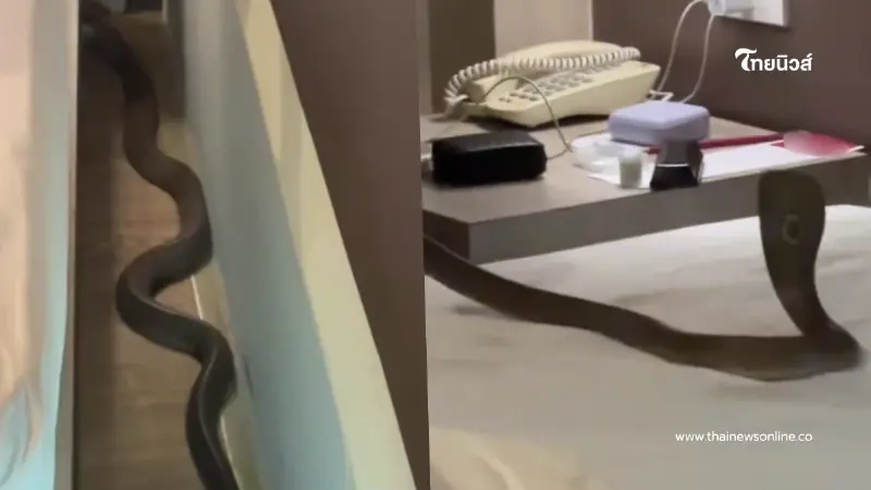 สยองหนัก คู่รักพักโรงแรม เจองูเห่าเลื้อยพาดคอ เปิดเลขห้องชัด