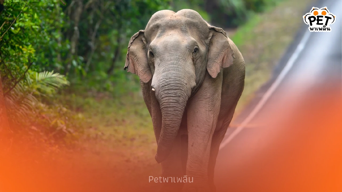 ช้างสีดอคืออะไร? ลักษณะของช้างตัวผู้ไร้งาที่คุณอาจเข้าใจผิด