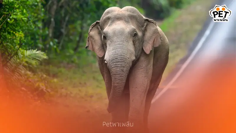 ช้างสีดอคืออะไร? ลักษณะของช้างตัวผู้ไร้งาที่คุณอาจเข้าใจผิด