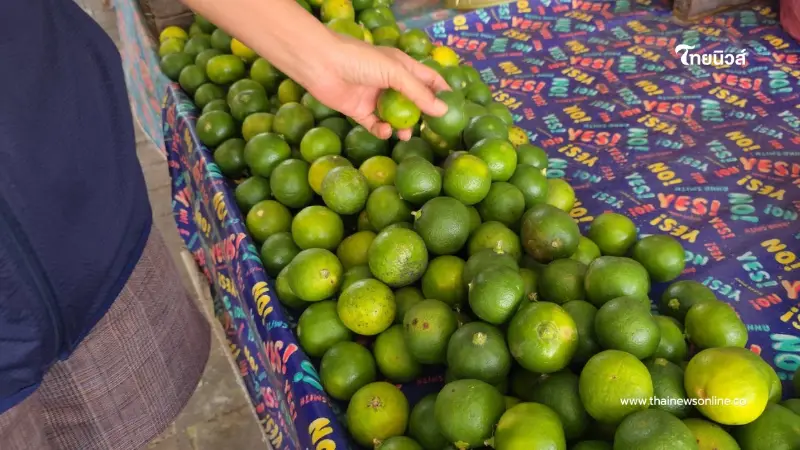 บ่นอุบทั้งตลาด! มะนาวอุทัยฯ แตะลูกละ 6 บาท ผักสดพาเหรดขึ้นราคาตาม