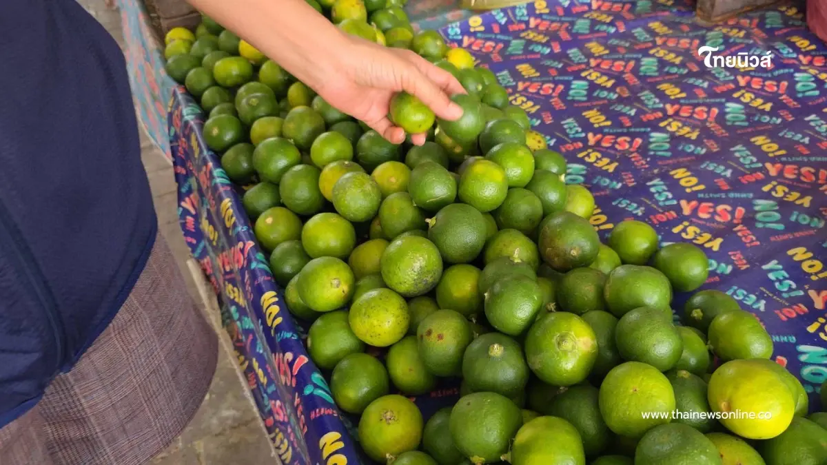บ่นอุบทั้งตลาด! มะนาวอุทัยฯ แตะลูกละ 6 บาท ผักสดพาเหรดขึ้นราคาตาม บ่นอุบทั้งตลาด! มะนาวอุทัยฯ แตะลูกละ 6 บาท ผักสดพาเหรดขึ้นราคาตาม