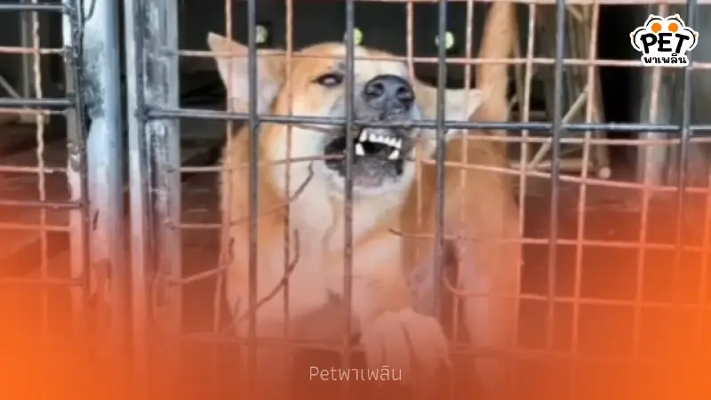 เดอะโฮป สงขลา จี้ปิดศูนย์พักพิงแม่ขรี พบสุนัขสุขภาพแย่