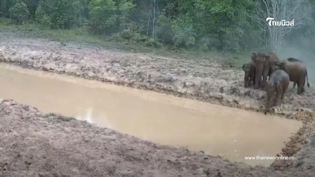 เปิดภาพลับ โขลงช้างเขาใหญ่รุมแหล่งน้ำใหม่ ตามแผนดึงสัตว์คืนป่า