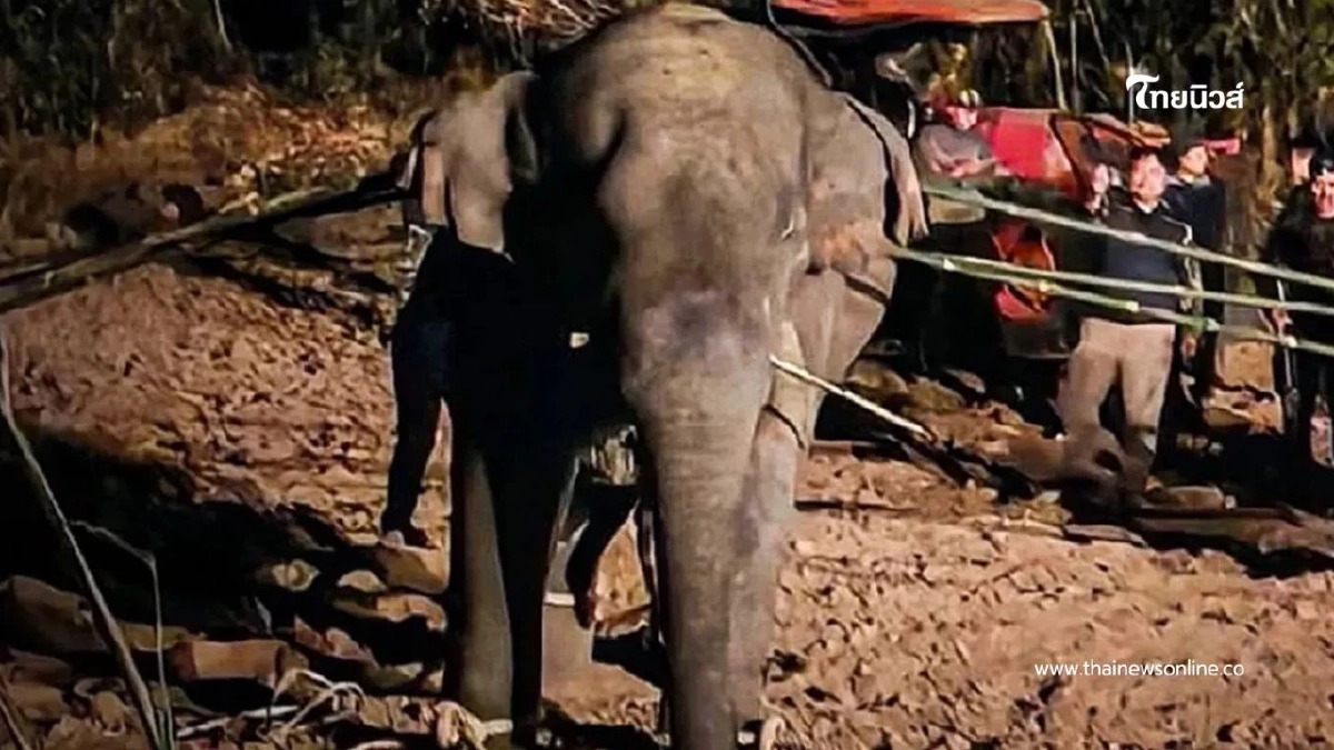 กรมอุทยานแห่งชาติฯ แถลงผลการตรวจสอบ กรณีการเสียชีวิตสีดอหูพับ กรมอุทยานแห่งชาติฯ แถลงผลการตรวจสอบ กรณีการเสียชีวิตสีดอหูพับ