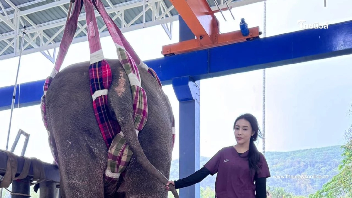 ทีมหมอ–ผู้เชี่ยวชาญแห่ช่วย "พี่เดียว" เตรียมใส่เฝือกโครงเหล็ก