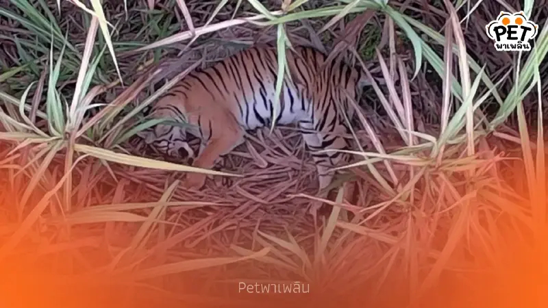 นาทีระทึก! เจอตัวเสือแม่วงก์ซุ่มไร่อ้อย สั่งล้อม 24 ชม.