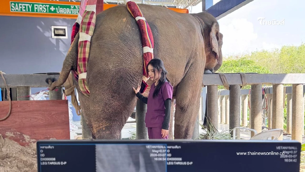 อัปเดตผลเอ็กซเรย์ "พี่เดียว" ช้างขาหัก หลังผ่านการรักษามา 35 วัน