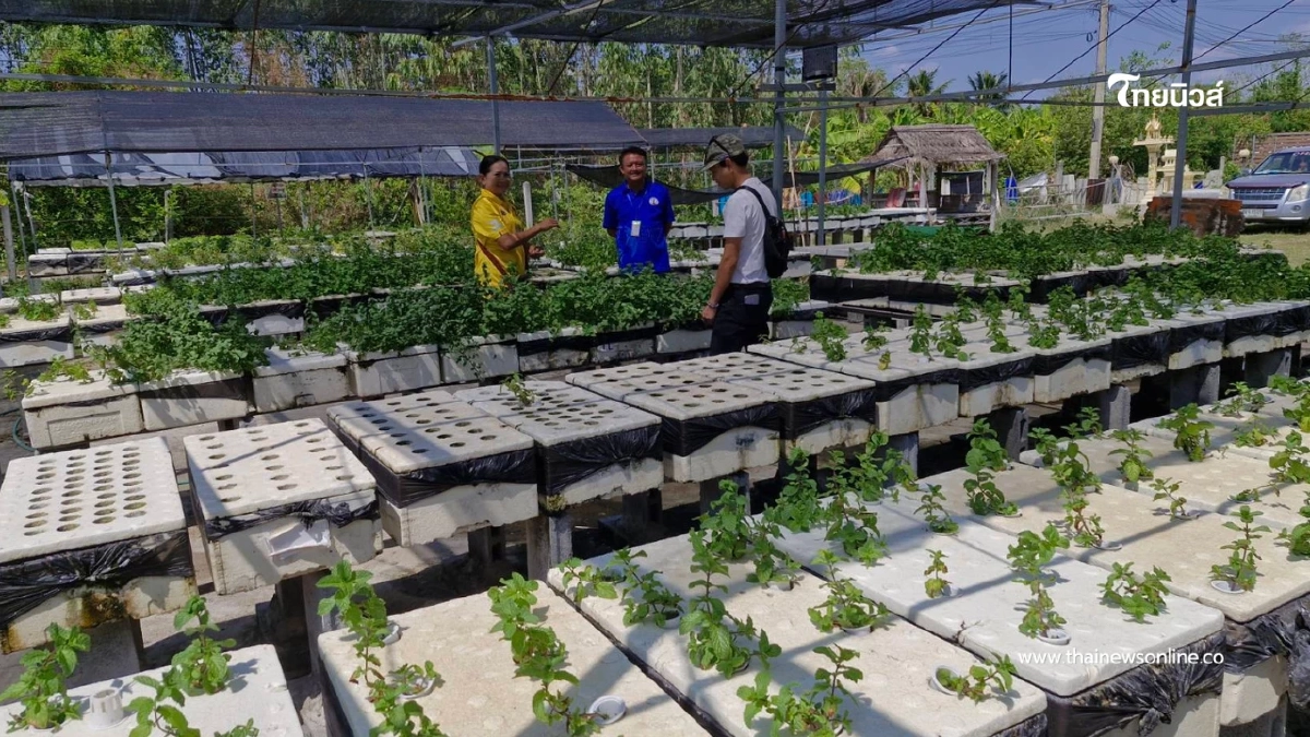 ลาออกพยาบาลปลูกสะระแหน่กล่องโฟม รายได้พุ่งเดือนละครึ่งแสน