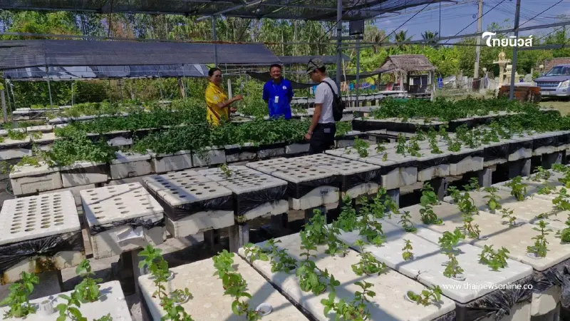 ลาออกพยาบาลปลูกสะระแหน่กล่องโฟม รายได้พุ่งเดือนละครึ่งแสน