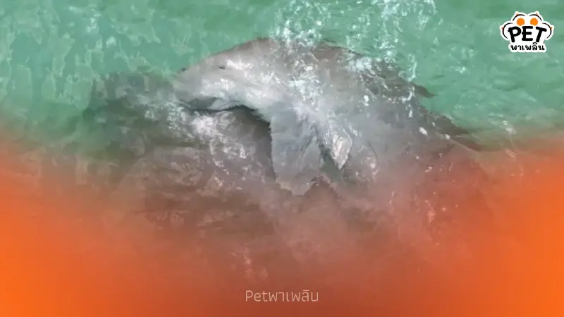 กรมอุทยานฯ เผยภาพพะยูนผสมพันธุ์ ตอกย้ำความสมบูรณ์ทะเลตรัง