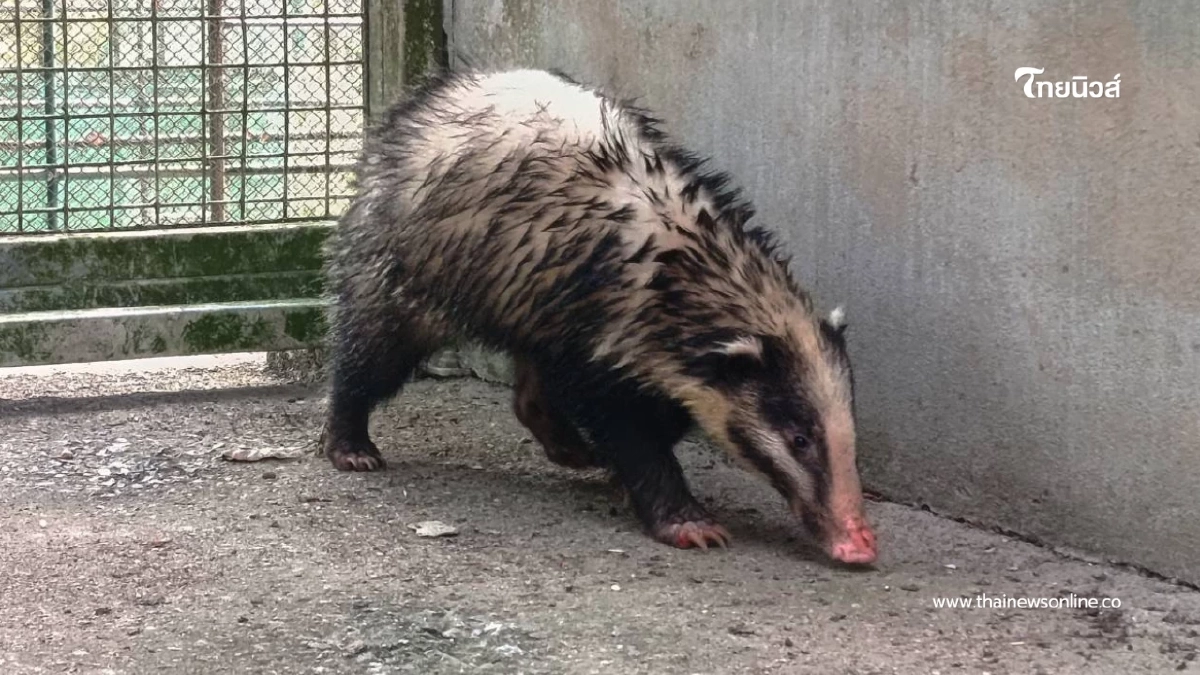 จนท. ช่วยหมูหริ่งพลัดหลงที่สะเดา เตรียมส่งคืนสู่ธรรมชาติ