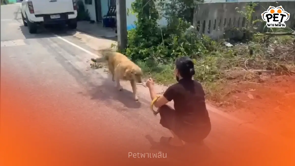 น้ำตาท่วม โกลเด้นตาบอดจำเจ้าของเก่าได้ เชื่อถูกเจ้าของใหม่ทิ้ง