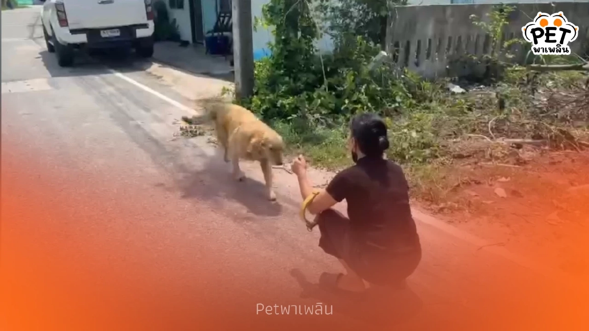 น้ำตาท่วม โกลเด้นตาบอดจำเจ้าของเก่าได้ เชื่อถูกเจ้าของใหม่ทิ้ง