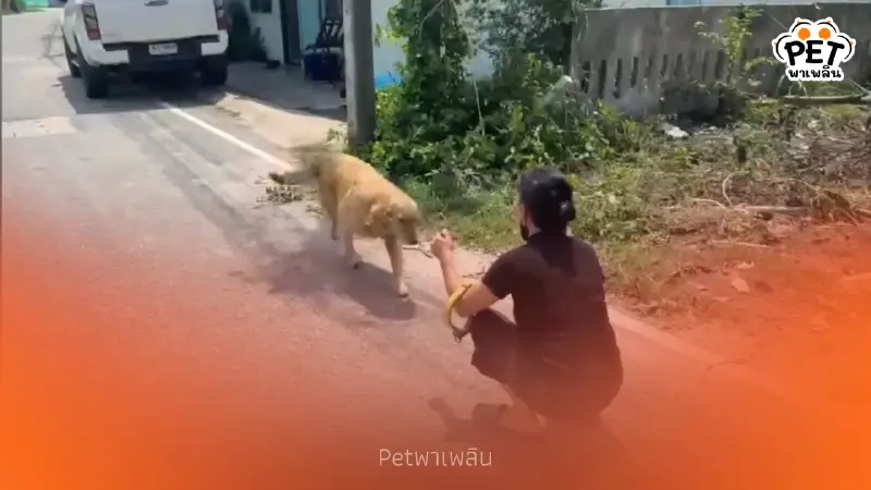 น้ำตาท่วม โกลเด้นตาบอดจำเจ้าของเก่าได้ เชื่อถูกเจ้าของใหม่ทิ้ง