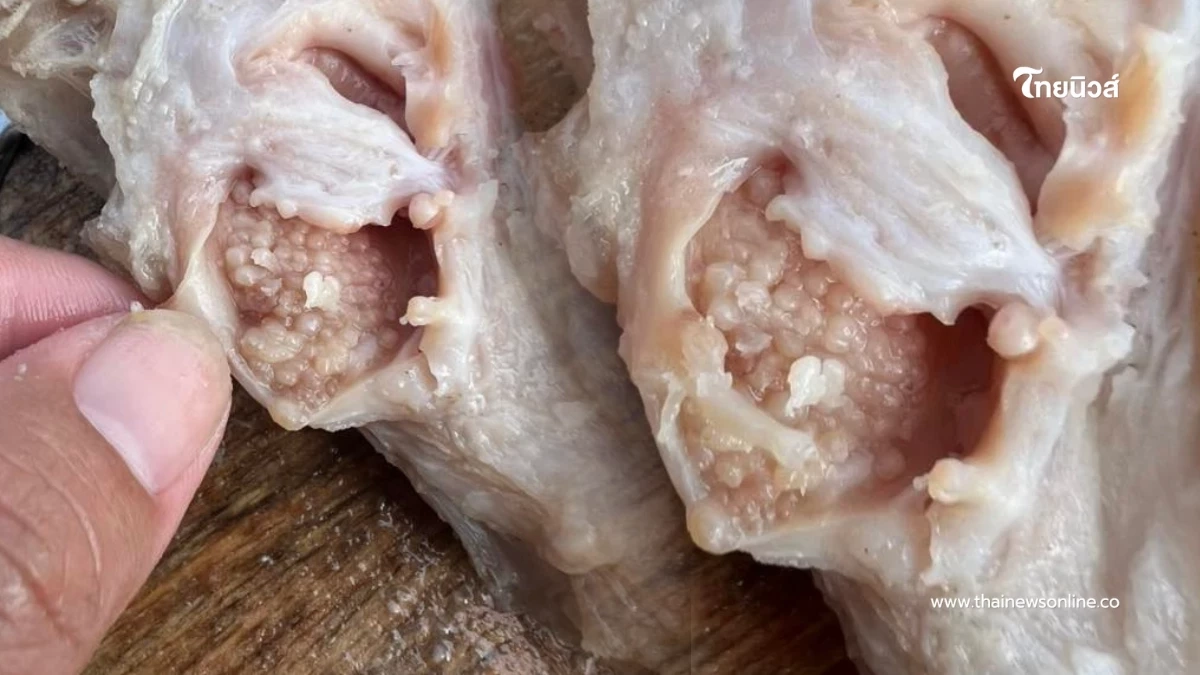 มันคืออะไร "เม็ดใสๆในขาหมู" งานนี้ทำโซเชียลเถียงเดือด