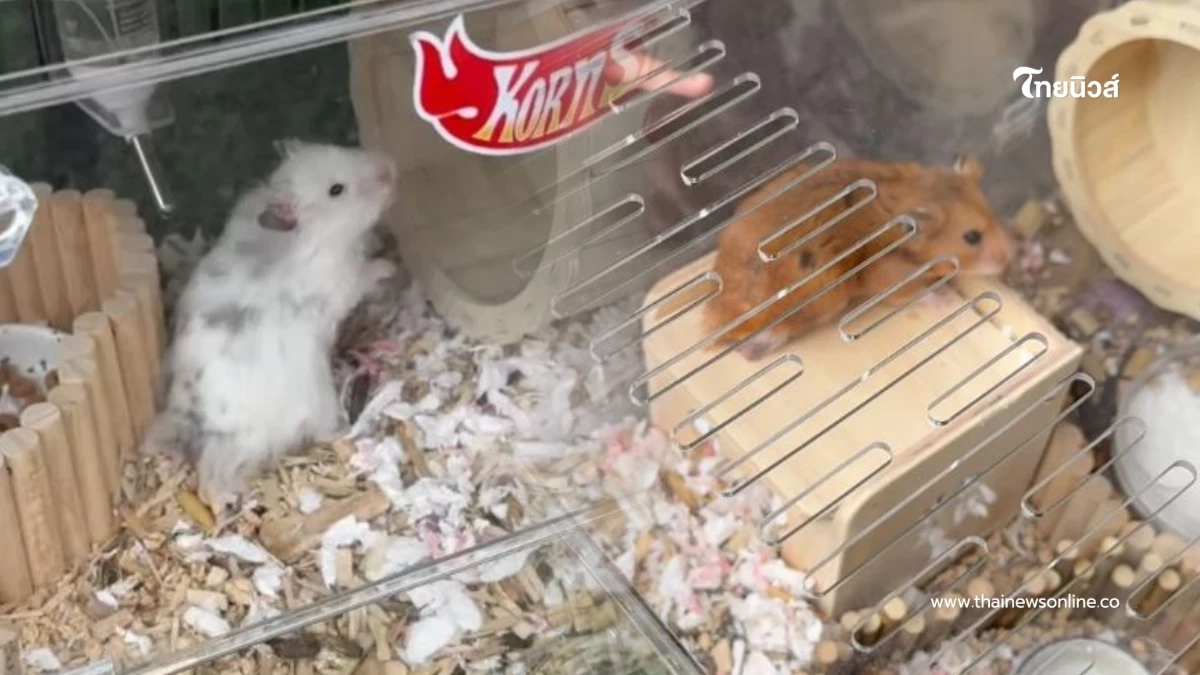 ทนดูไม่ได้ 2 ชีวิตถูกทิ้งตากแดดข้างกองขยะ สาวมาเจอไม่ปล่อยผ่าน ทนดูไม่ได้ 2 ชีวิตถูกทิ้งตากแดดข้างกองขยะ สาวมาเจอไม่ปล่อยผ่าน