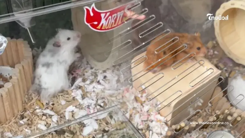 ทนดูไม่ได้ 2 ชีวิตถูกทิ้งตากแดดข้างกองขยะ สาวมาเจอไม่ปล่อยผ่าน ทนดูไม่ได้ 2 ชีวิตถูกทิ้งตากแดดข้างกองขยะ สาวมาเจอไม่ปล่อยผ่าน