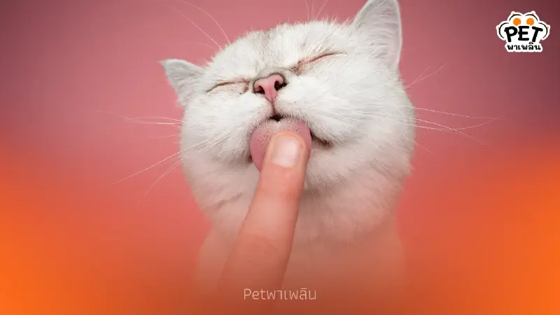 ไขคำตอบ! ทำไม แมวชอบเลีย เจ้าของ? บอกรักหรือแค่อยากกิน