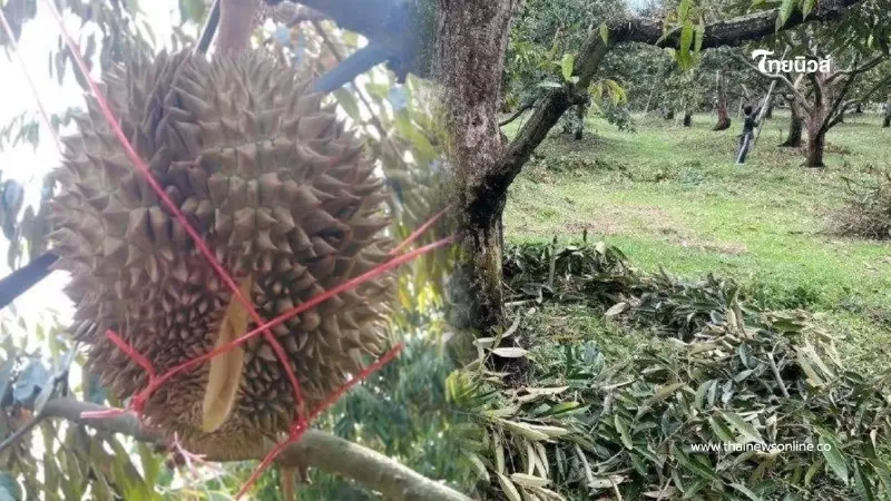 เทคนิคเด็ดชาวสวนต้องรู้ 5 วิธีดูแลทุเรียน สู้ภัยแล้ง อากาศระอุ