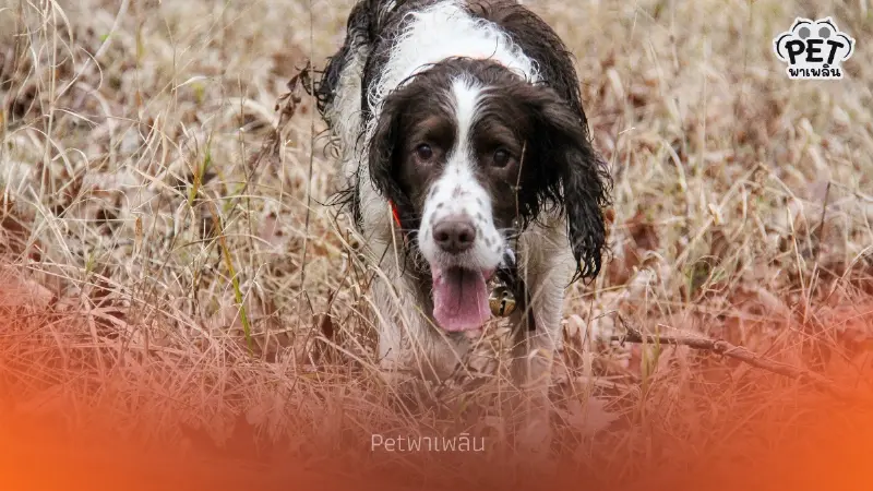 ร้อนจัดระวังฮีทสโตรกสัตว์เลี้ยง! แนะ 5 วิธีดูแลหมาแมวให้ปลอดภัย