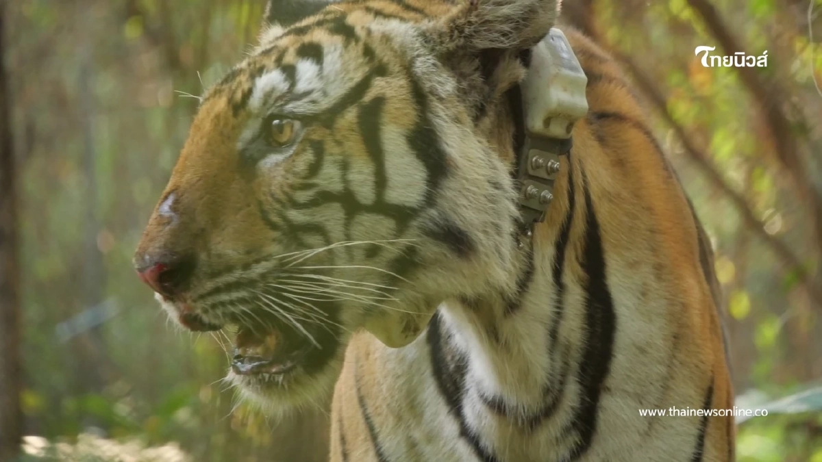กรมอุทยานฯ บุกล้อมจับ เสือโคร่งปิ่น วัยชรา หลังบุกกินหมูชาวบ้าน