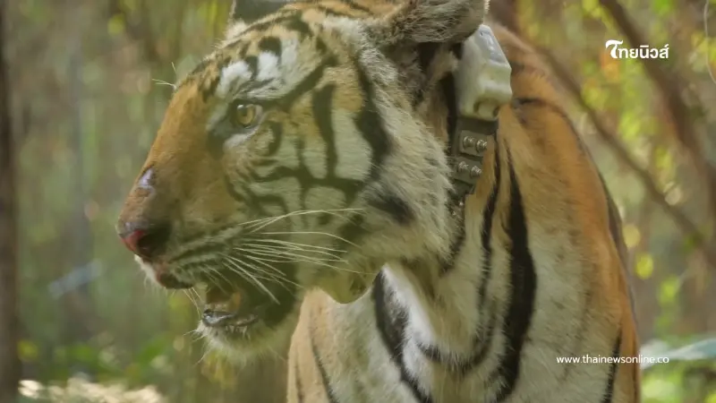 กรมอุทยานฯ บุกล้อมจับ เสือโคร่งปิ่น วัยชรา หลังบุกกินหมูชาวบ้าน