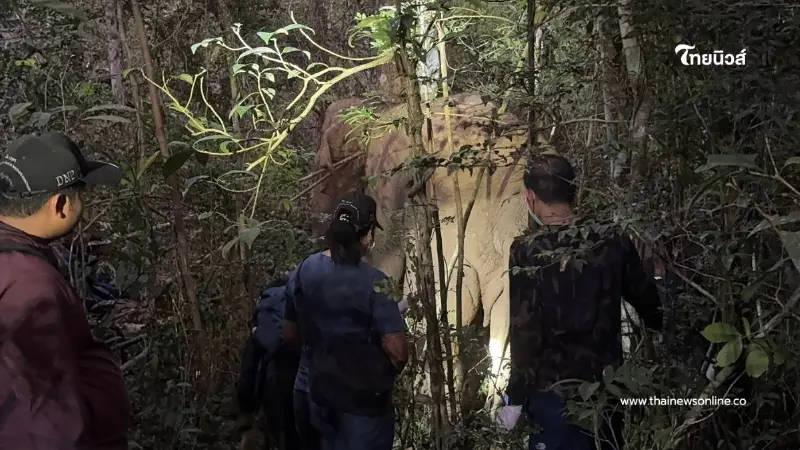 กรมอุทยานฯ ปลดปลอกคอ "สีดอปี๊ด" คืนอิสระช้างป่าเขาอ่างฤาไน