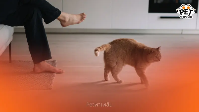 สื่อญี่ปุ่นชี้ไทยเข้าสู่ Cat Economy คาดตลาดพุ่งแสนล้านปี 2026