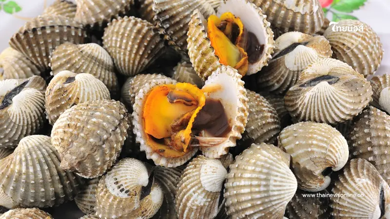 รู้ก่อนกิน! “หอยแครง” กับ “หอยคราง” หน้าคล้ายแต่ไม่เหมือนกัน