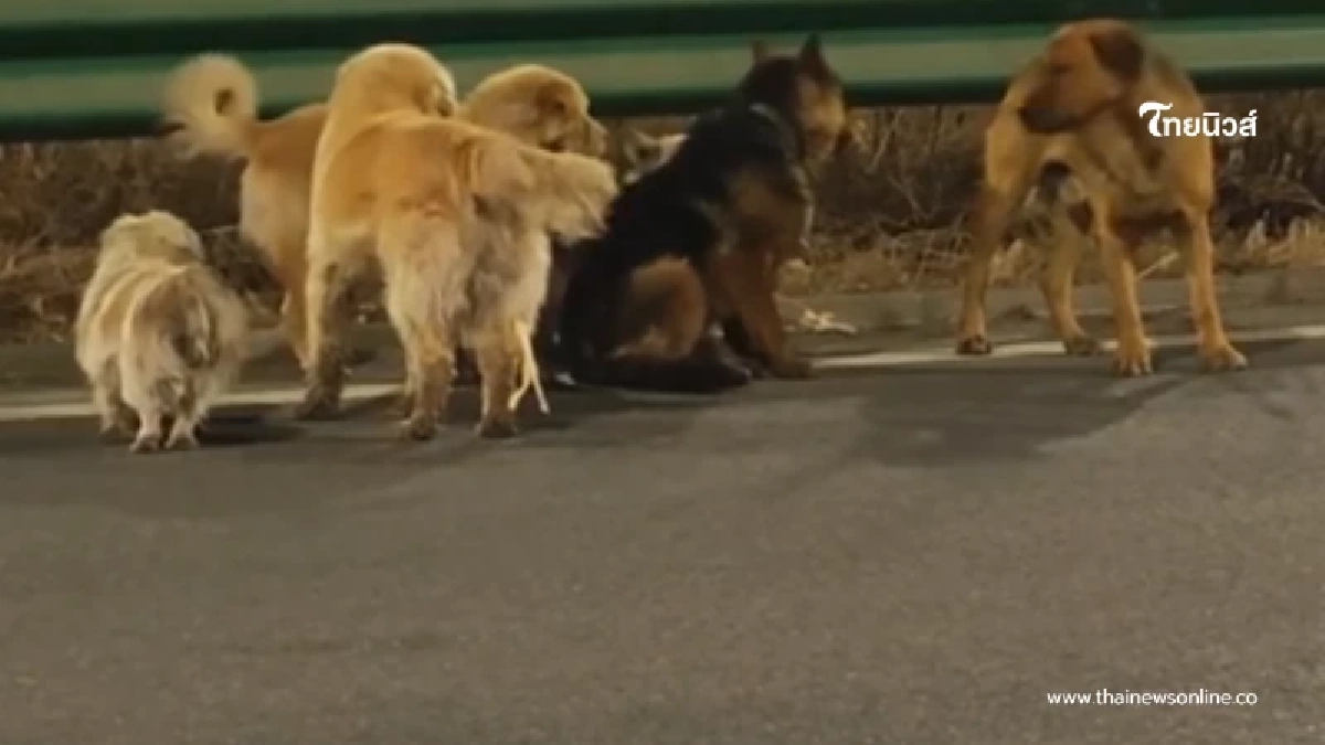 ไม่ทิ้งกัน สุนัข 7 ตัว ช่วยพาเพื่อนเจ็บหนีแก๊งลักหมา เดินไกล 17 กม.